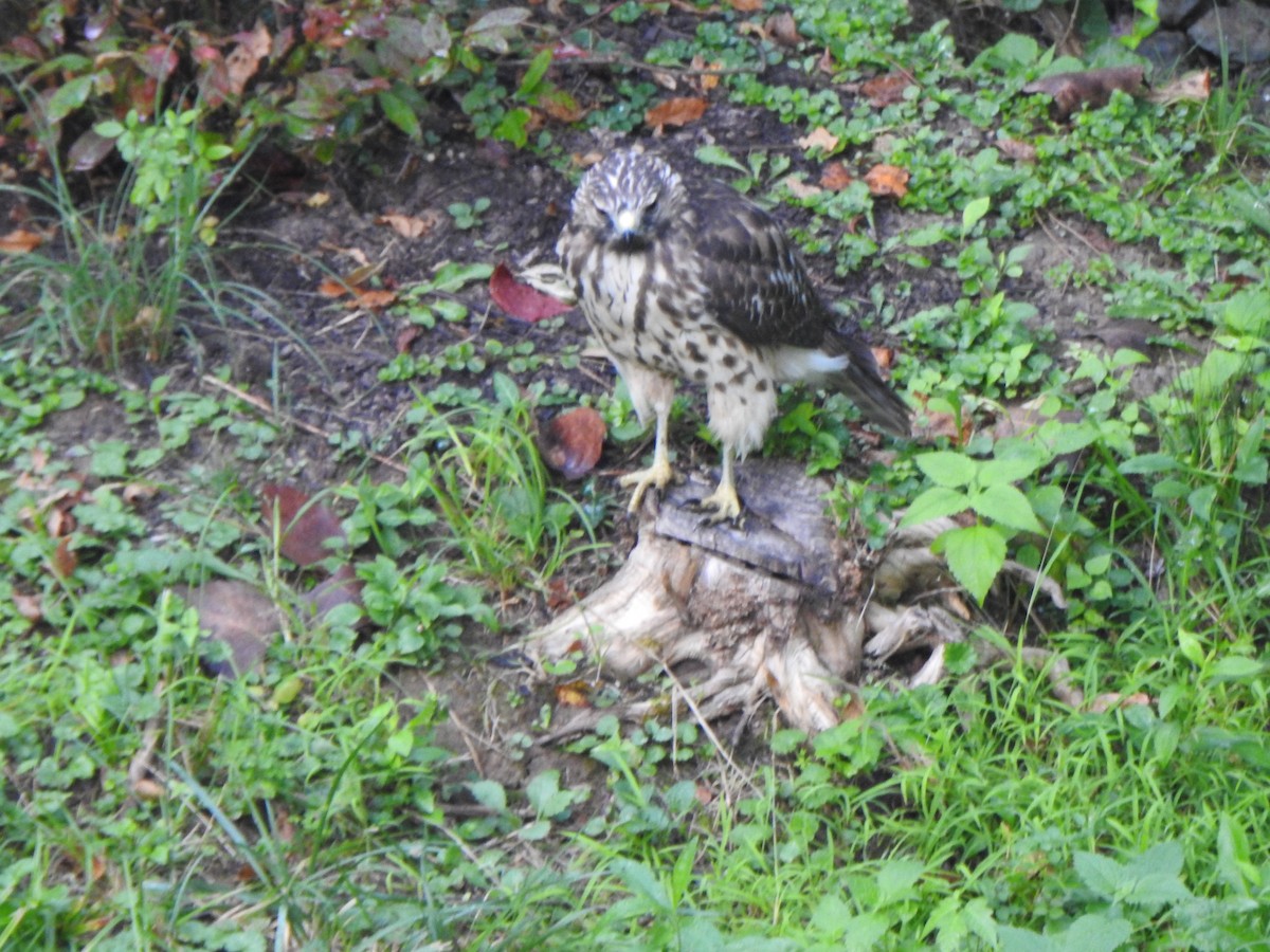 Busardo Pechirrojo - ML645726192