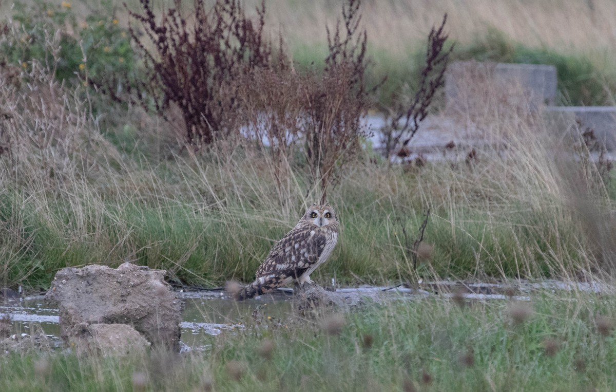 Short-eared Owl - ML645726199