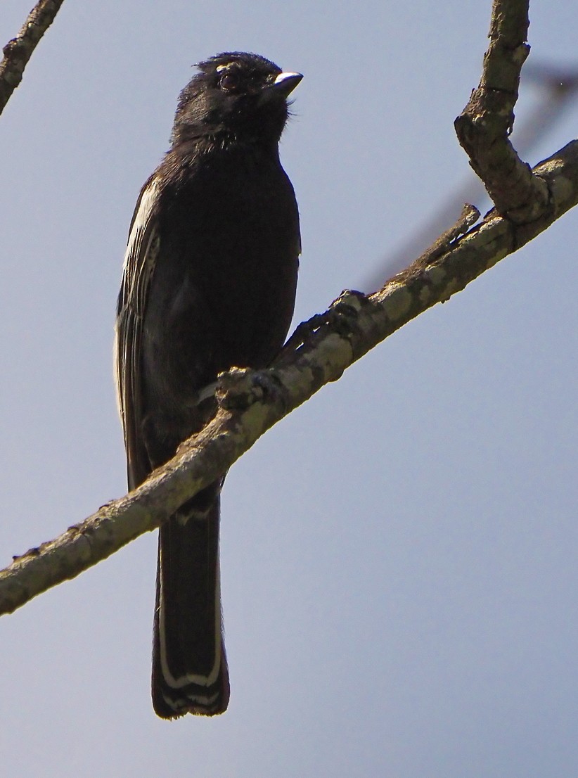Southern Black-Tit - ML645726205