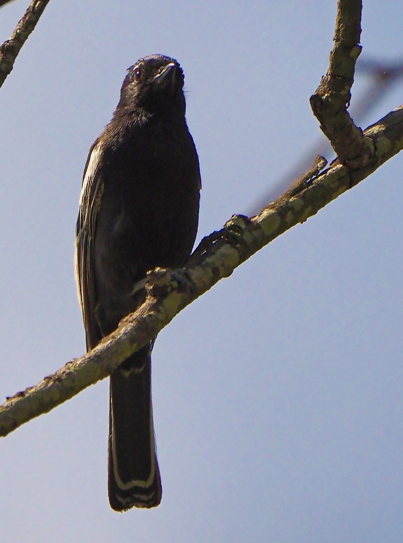 Southern Black-Tit - ML645726206