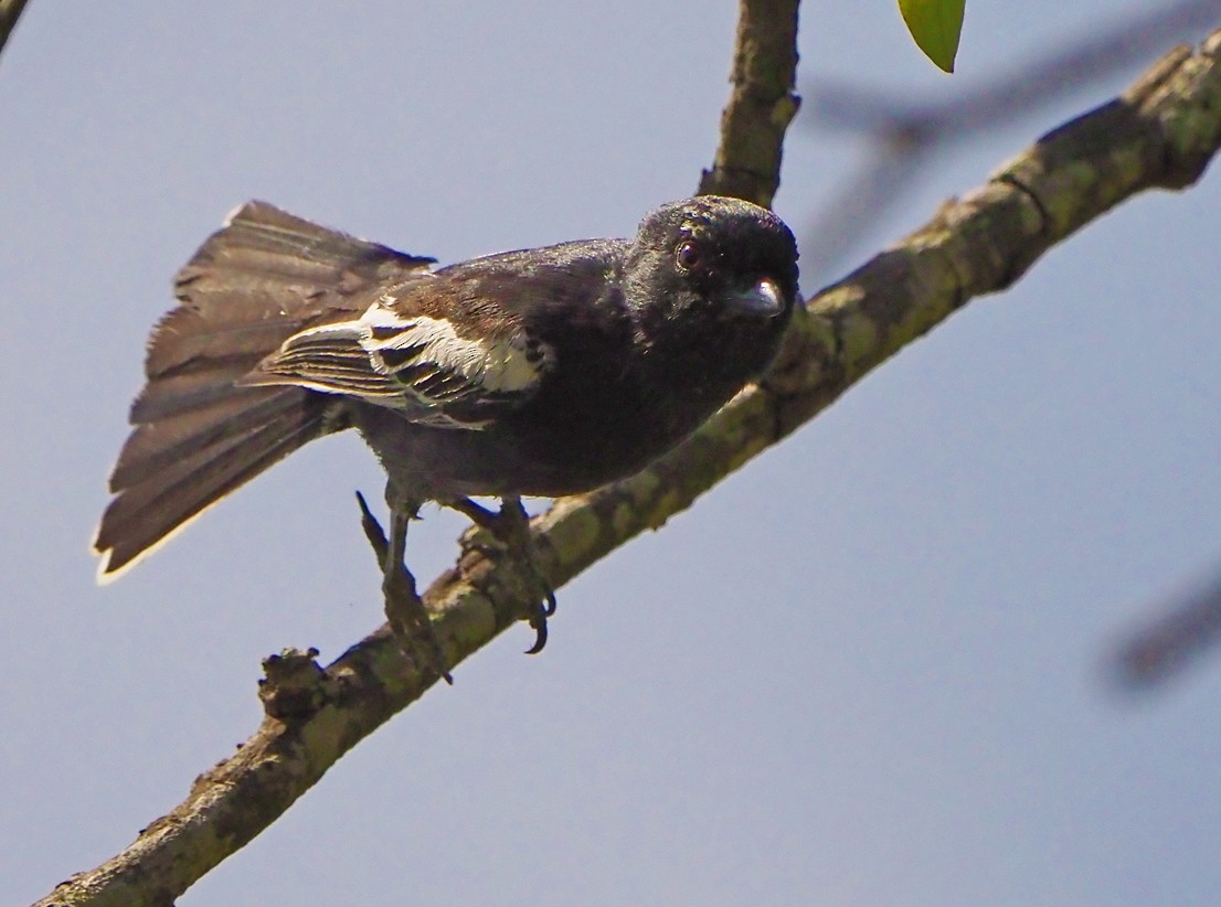 Southern Black-Tit - ML645726207