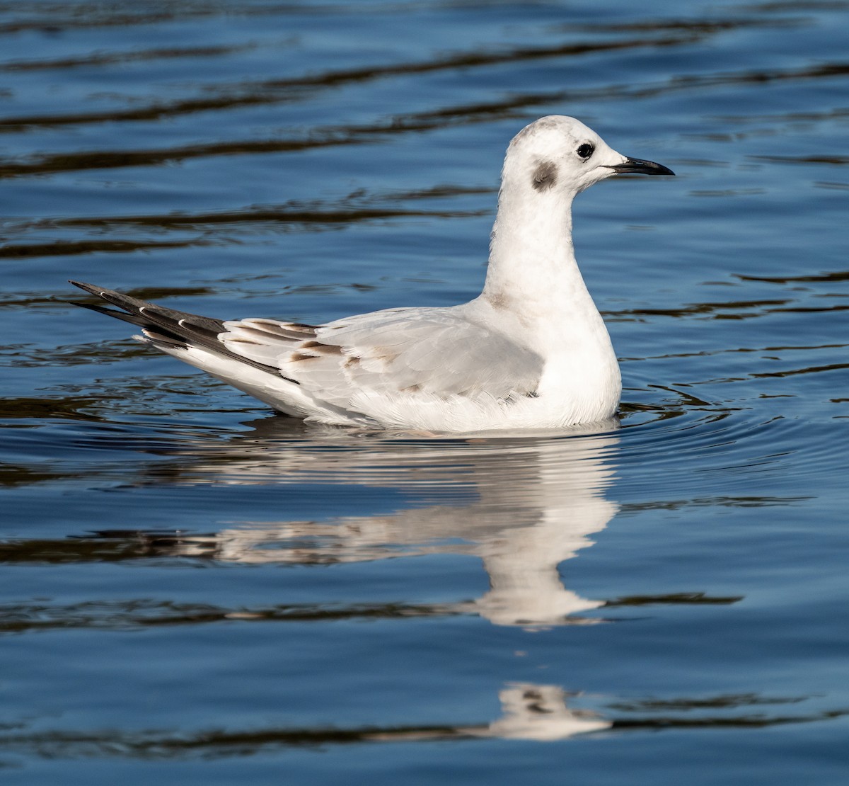 Bonaparte's Gull - ML645726211
