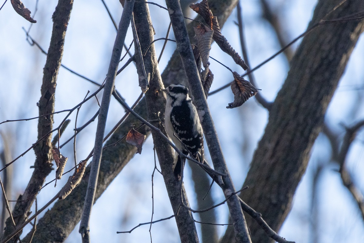 セジロコゲラ - ML645726223