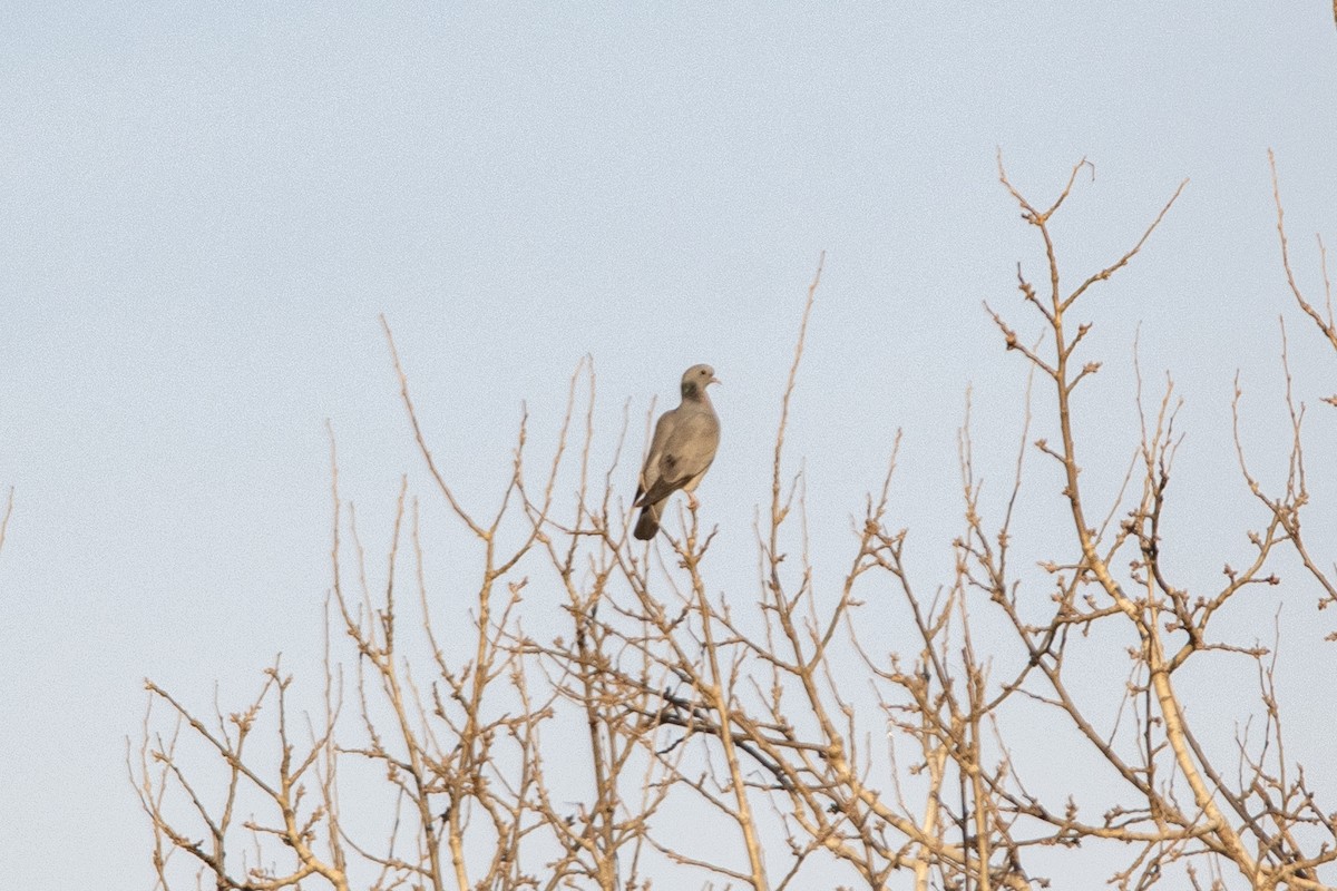 Stock Dove - ML645726224