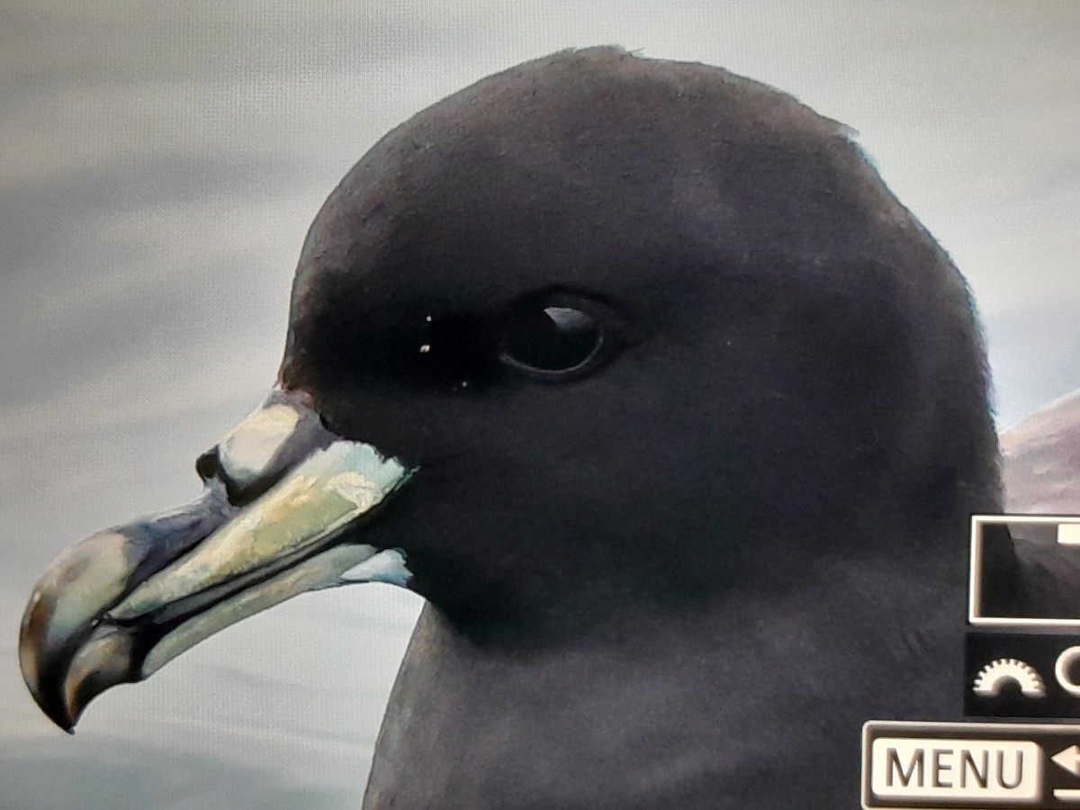 Beyaz Gıdılı Yelkovan - ML645726230