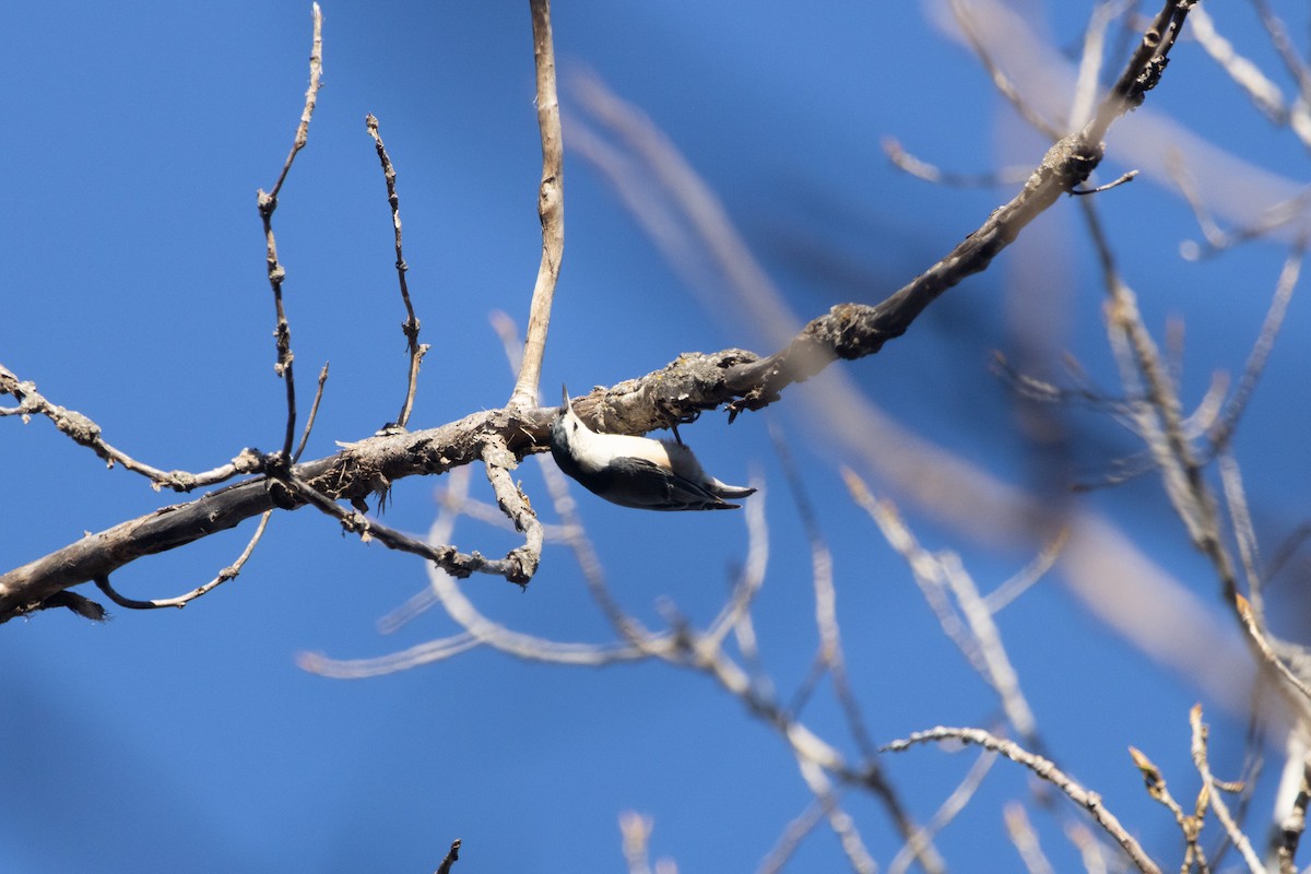 ムナジロゴジュウカラ - ML645726232