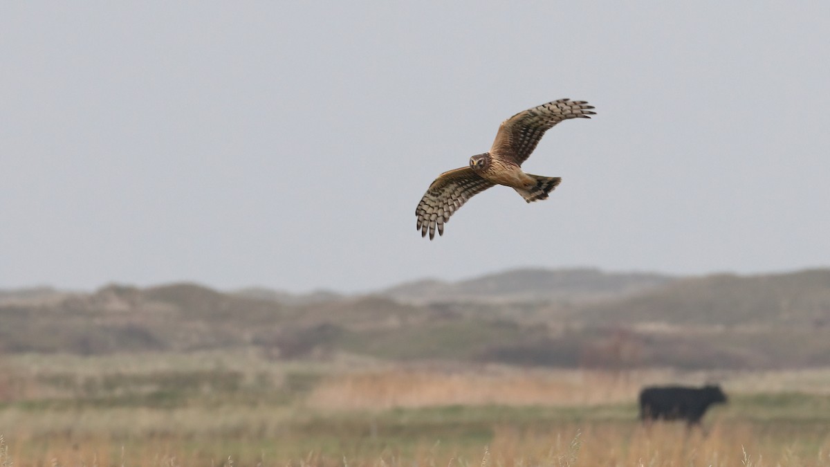Hen Harrier - ML645726241