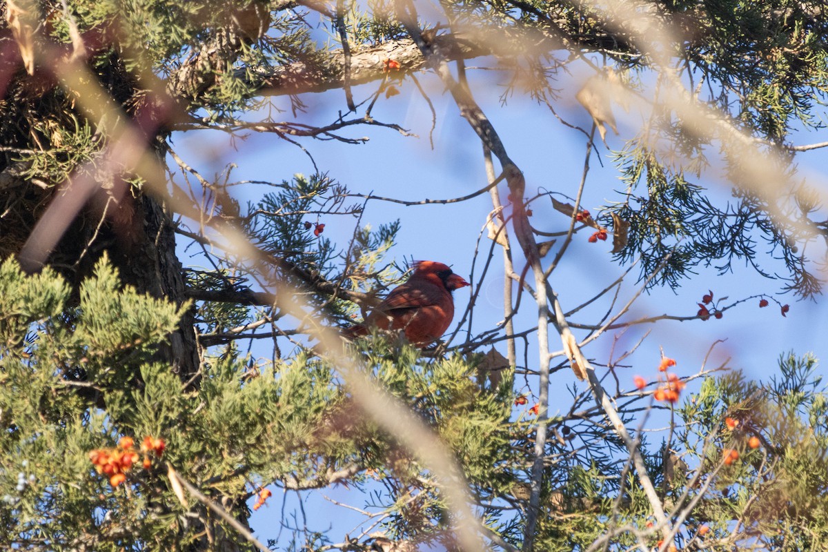 ショウジョウコウカンチョウ - ML645726242