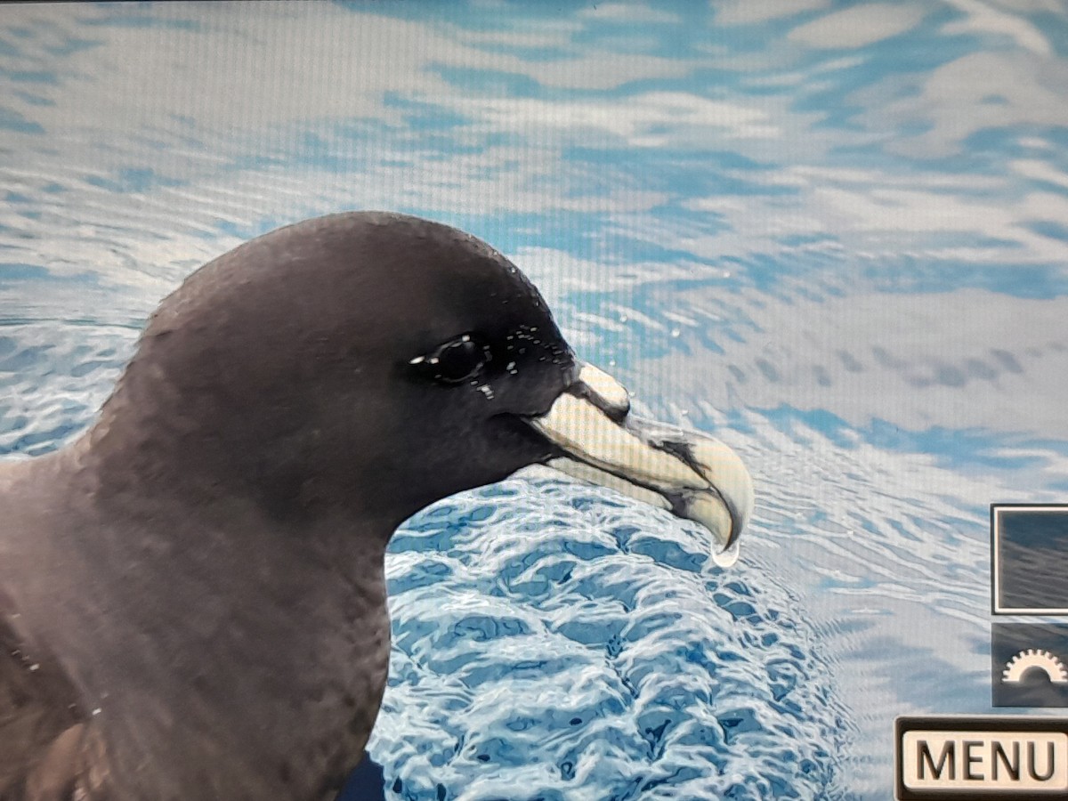 Beyaz Gıdılı Yelkovan - ML645726244