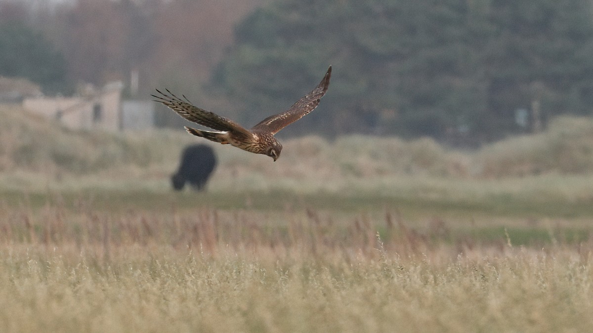 Hen Harrier - ML645726245