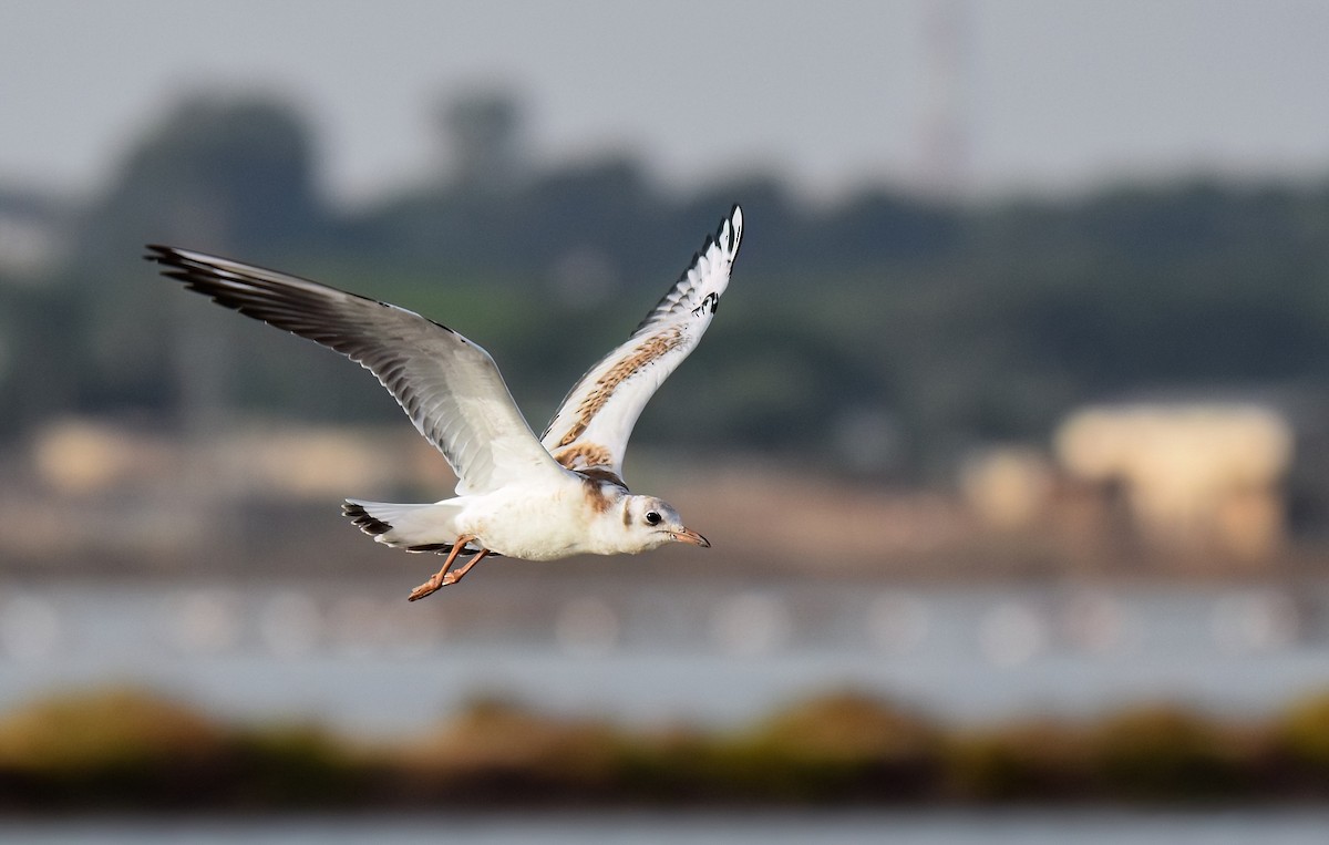 Gabbiano comune - ML645726246