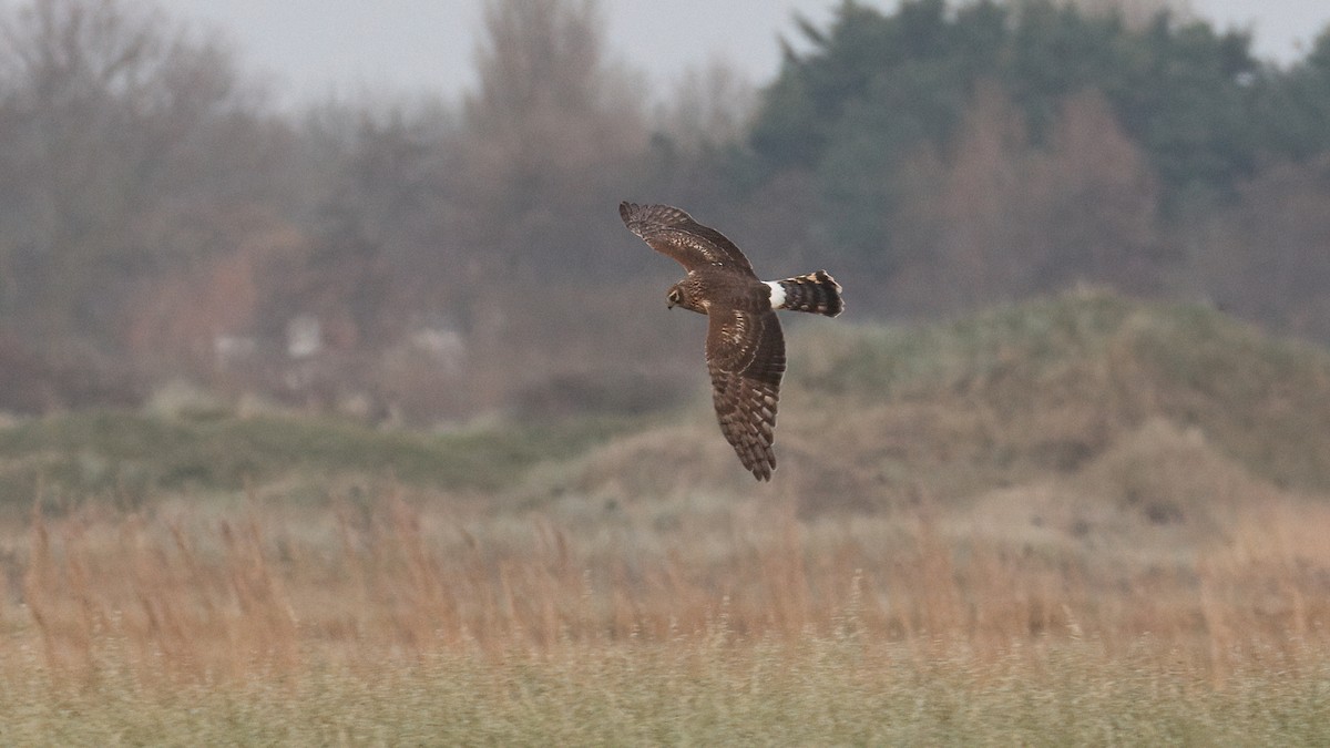 Hen Harrier - ML645726247