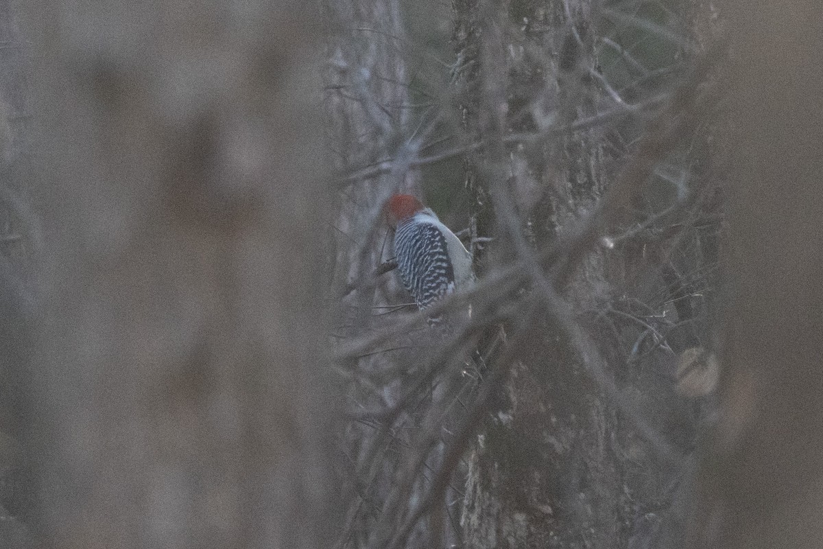 シマセゲラ - ML645726248