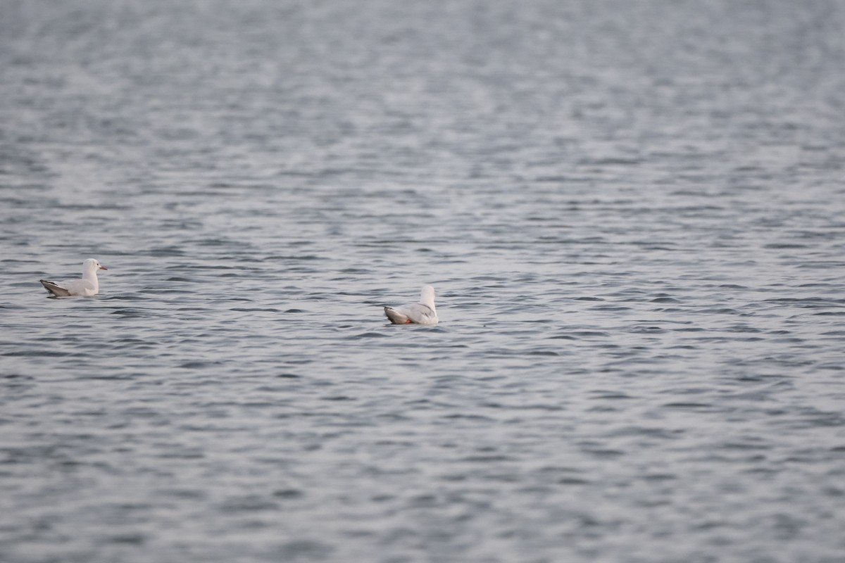 Slender-billed Gull - ML645726257