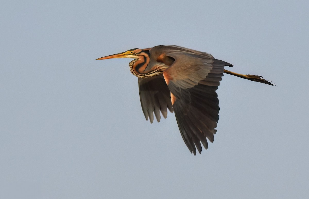 Airone rosso - ML645726263