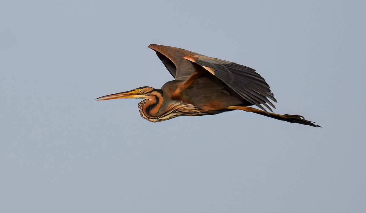 Airone rosso - ML645726264