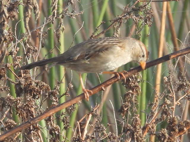 ミヤマシトド - ML645726267