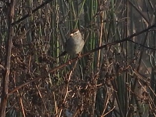 ミヤマシトド - ML645726268