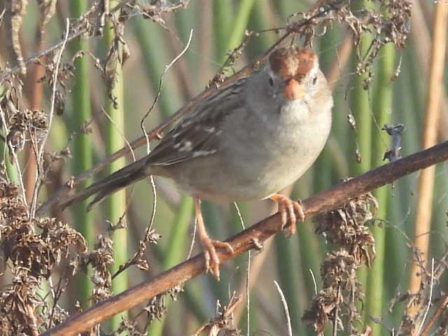 ミヤマシトド - ML645726269