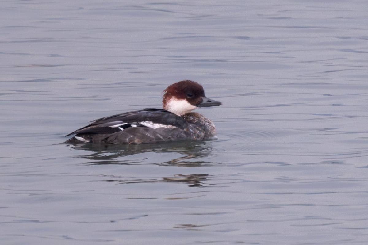 Smew - ML645726275