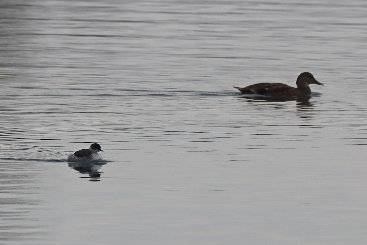 Eared Grebe - ML645726309
