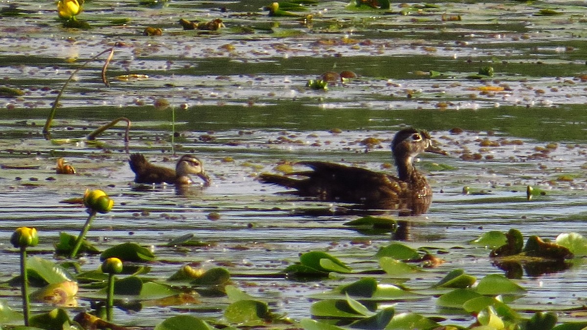 Wood Duck - ML64572631