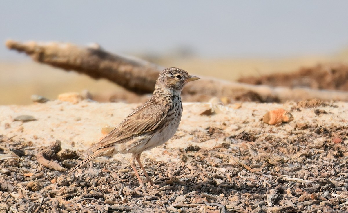 Alouette pispolette - ML645726314