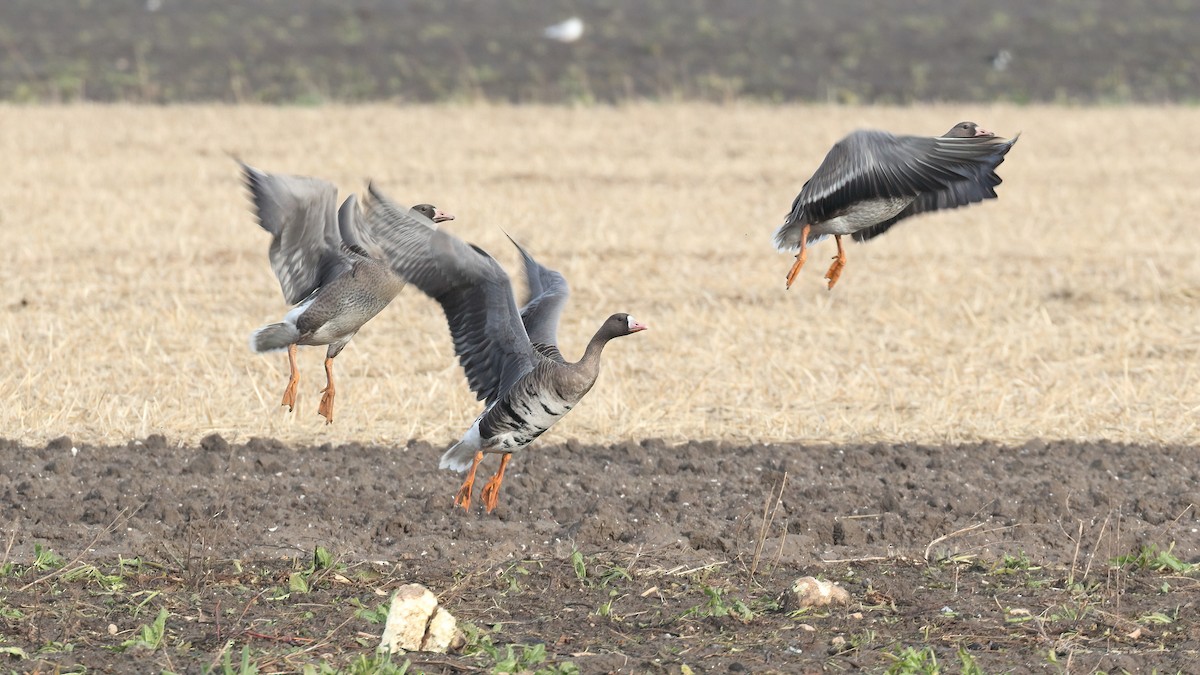 Greater White-fronted Goose - ML645726319