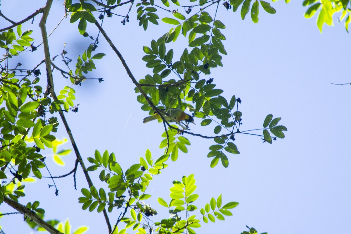 Guira Tanager - ML645726320