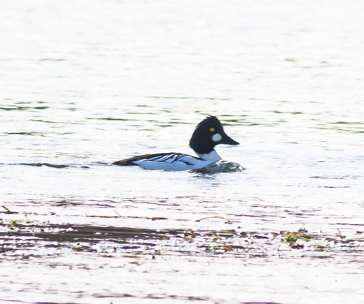 Common Goldeneye - ML645726333
