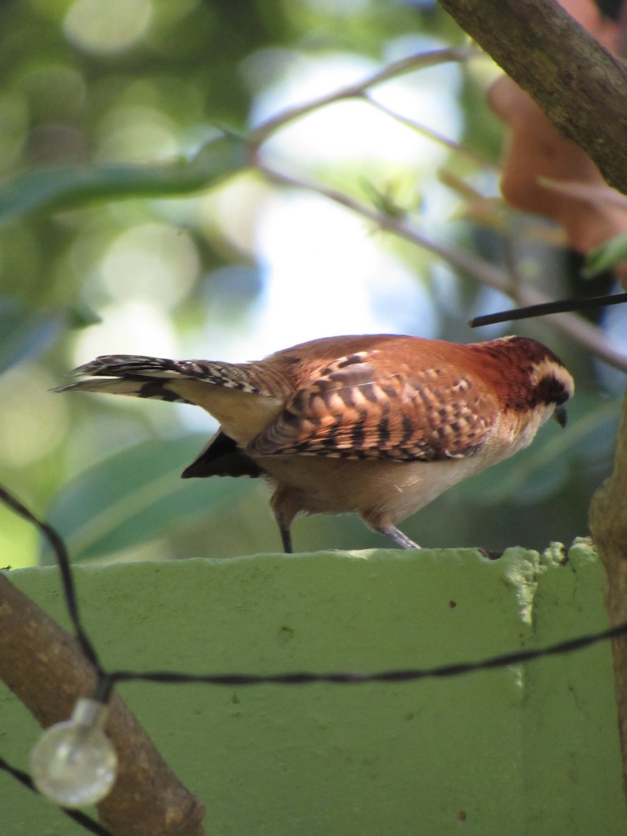 Rufous-backed Wren - ML645726345