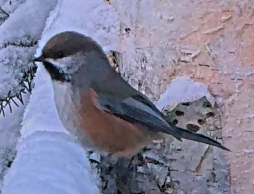 sýkora severní - ML645726346