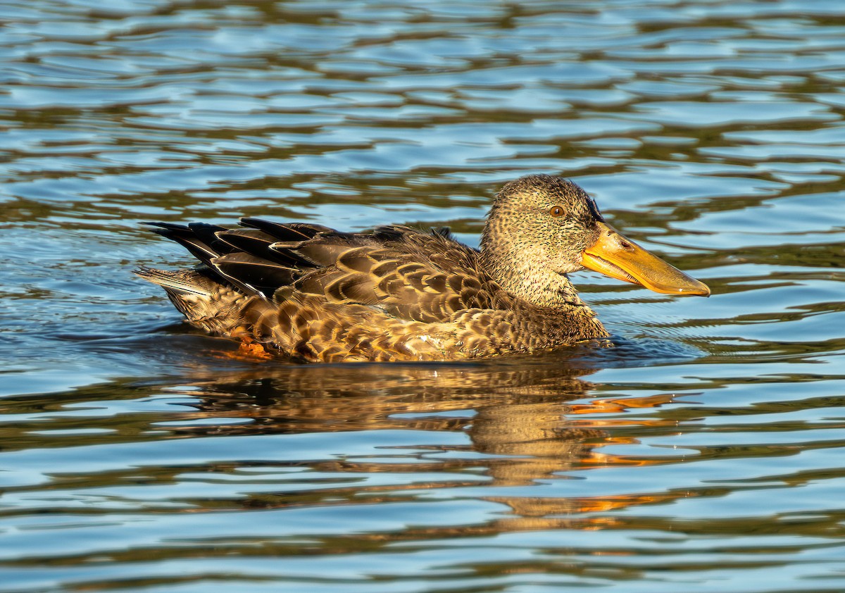 Northern Shoveler - ML645726347