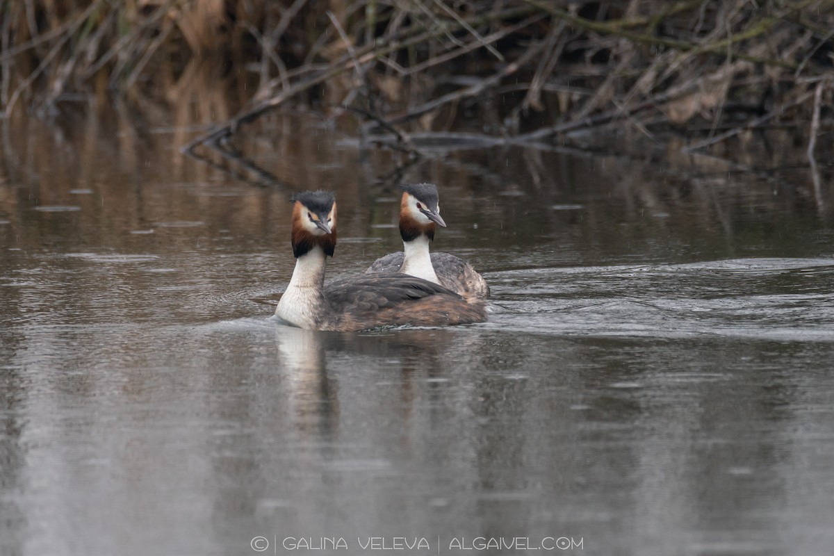 Great Crested Grebe - ML645726349