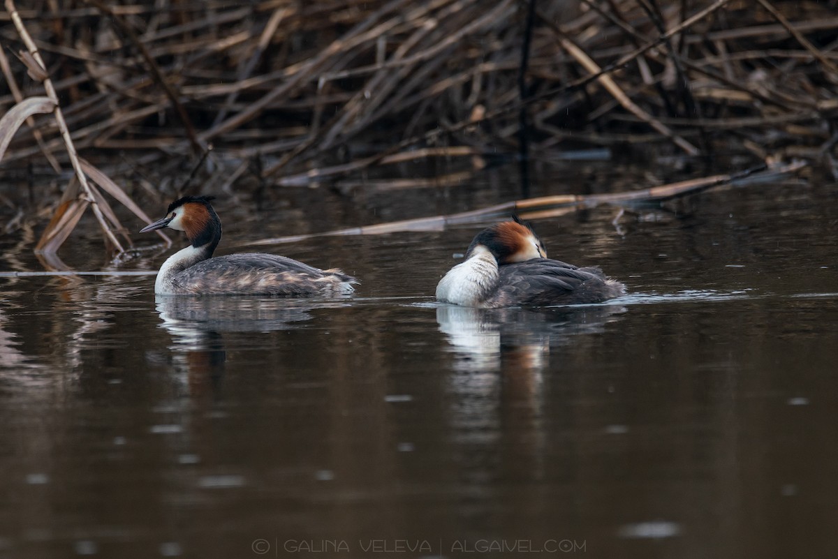 Great Crested Grebe - ML645726350
