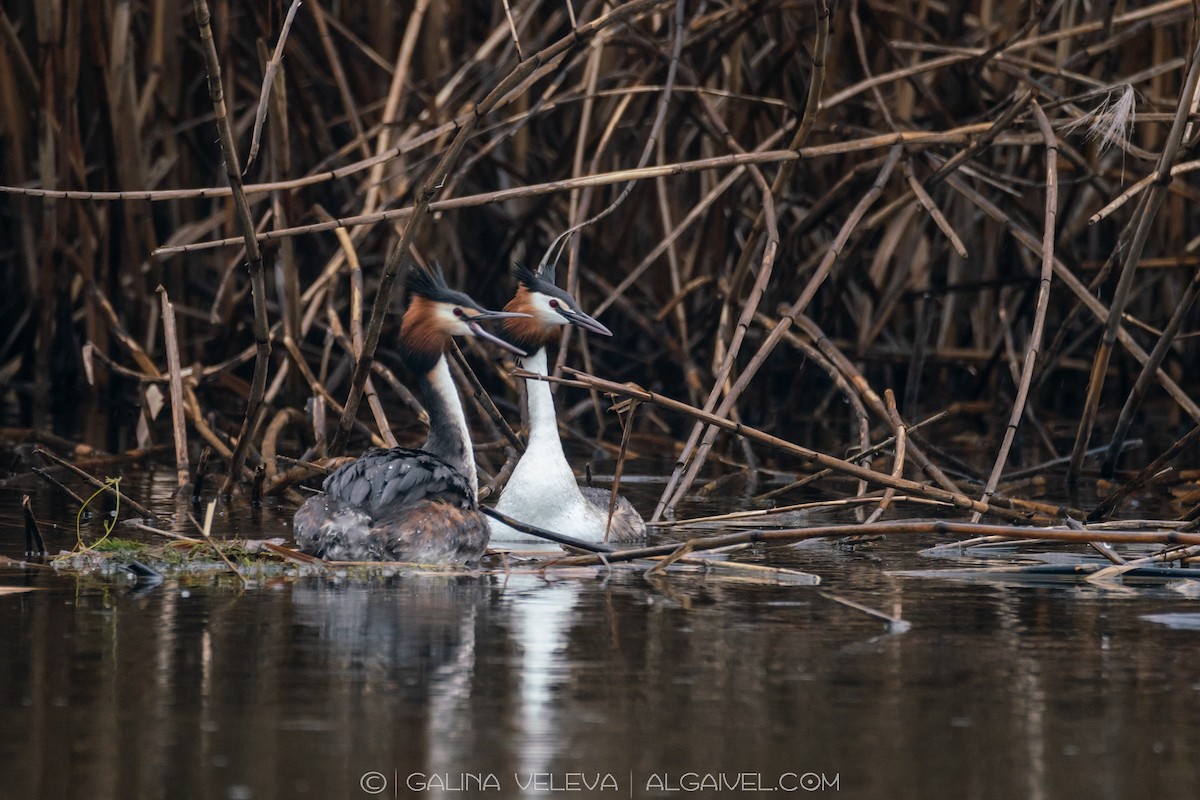 Great Crested Grebe - ML645726351