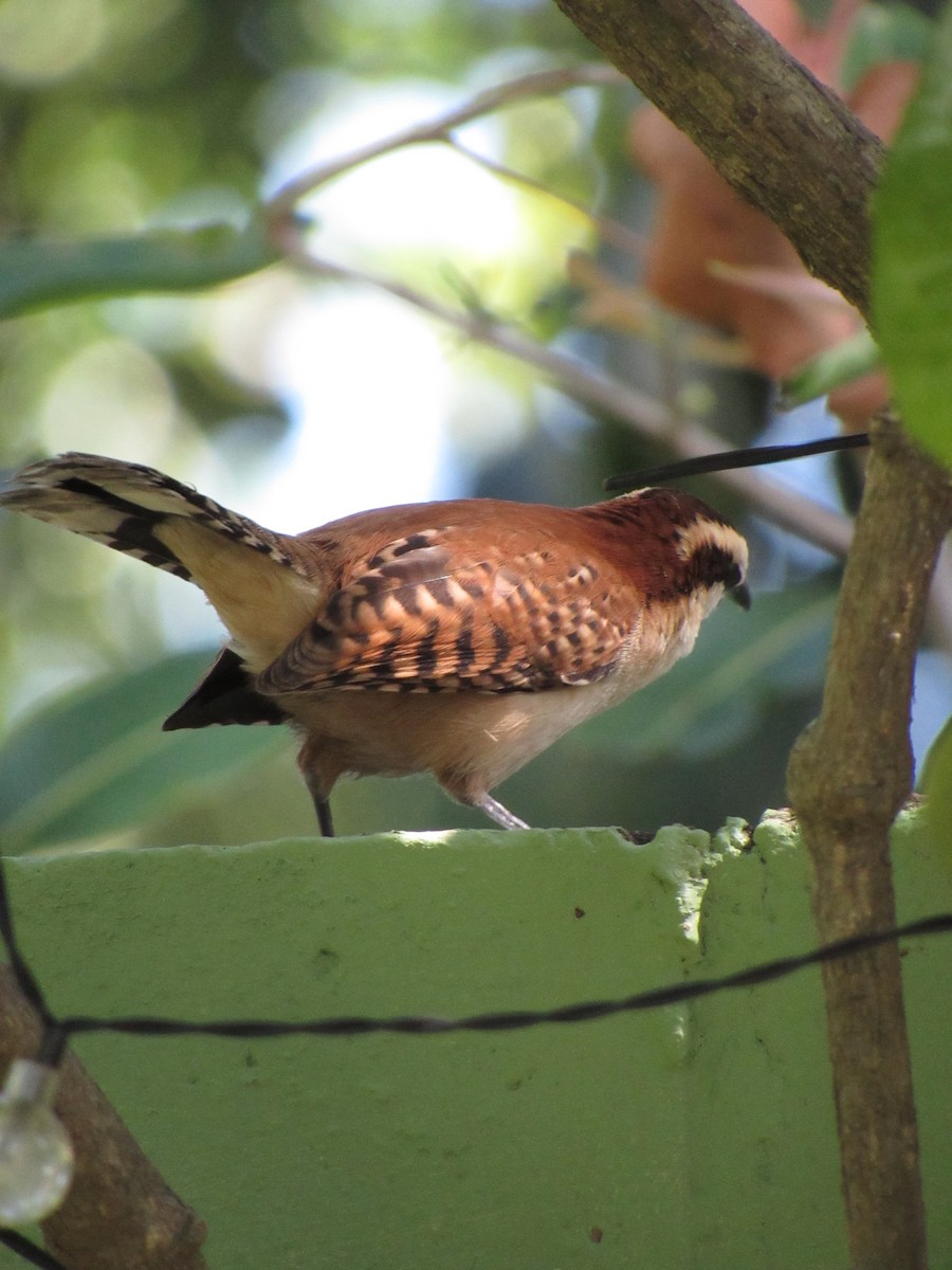 Rufous-backed Wren - ML645726360
