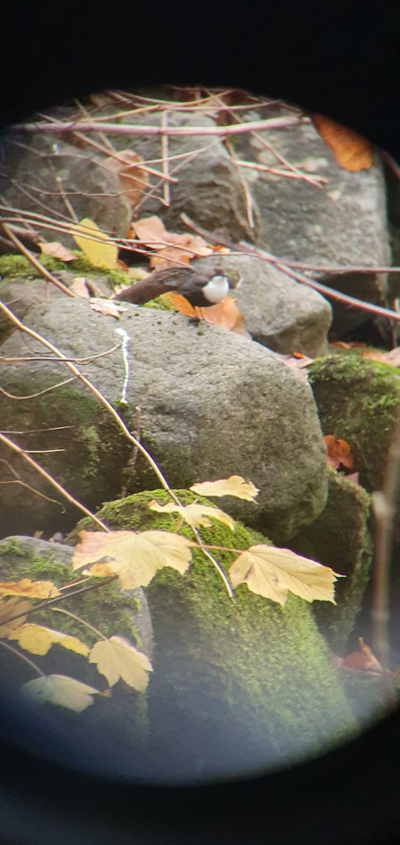 אמודאי הנחלים - ML645726366