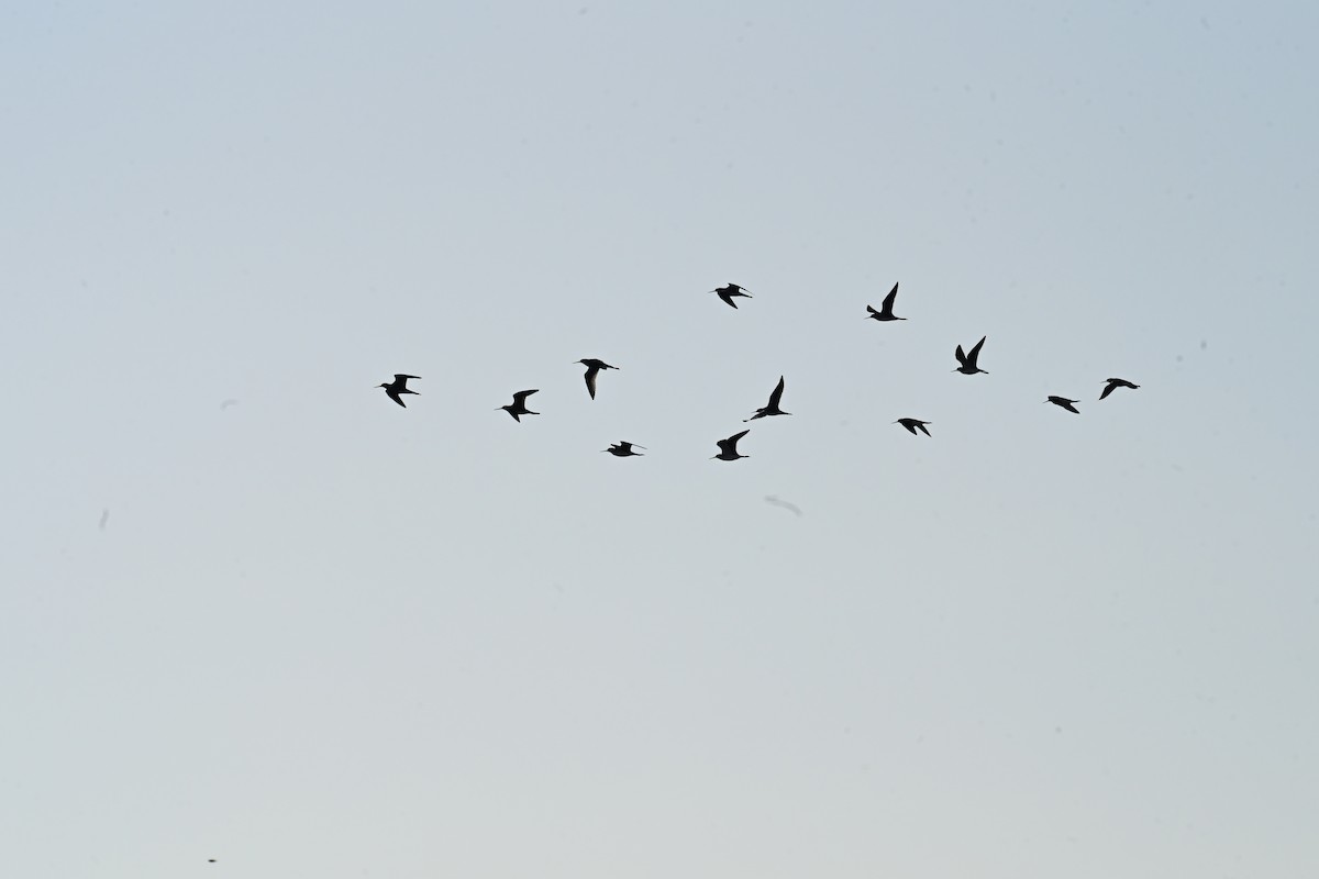 Greater Yellowlegs - ML645726378