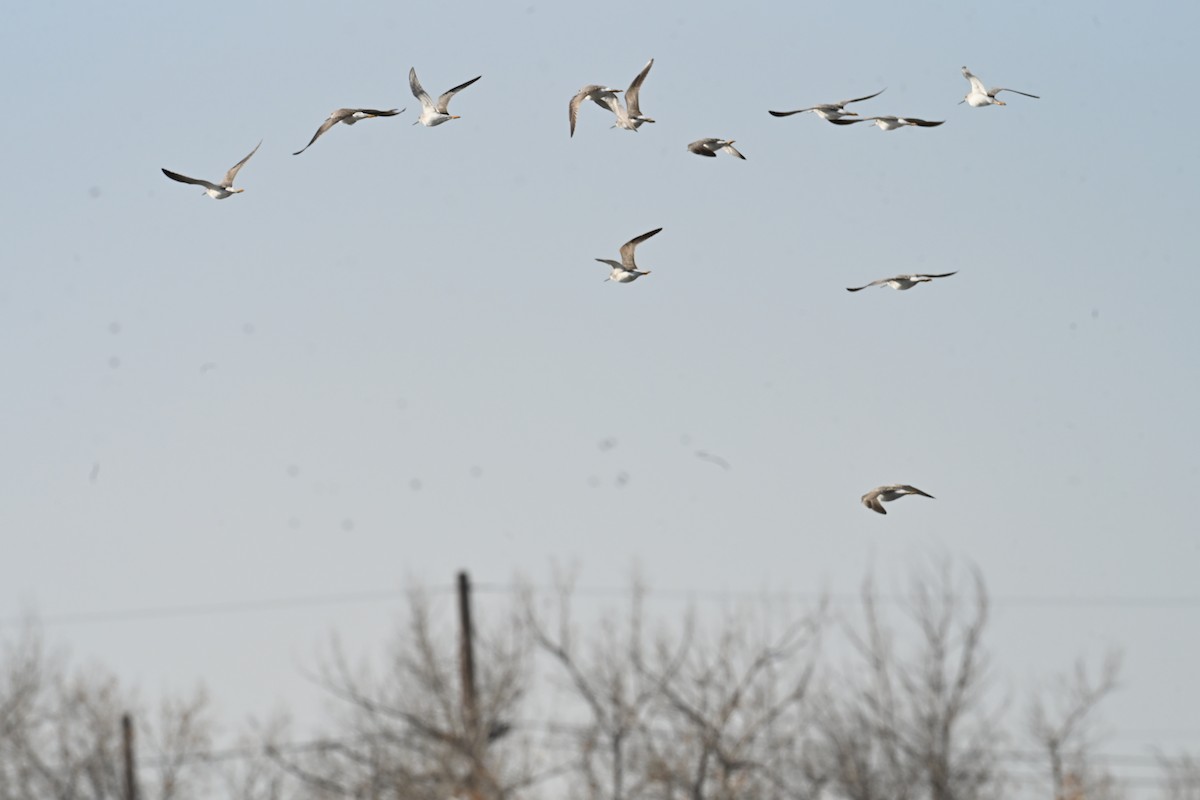 Greater Yellowlegs - ML645726379