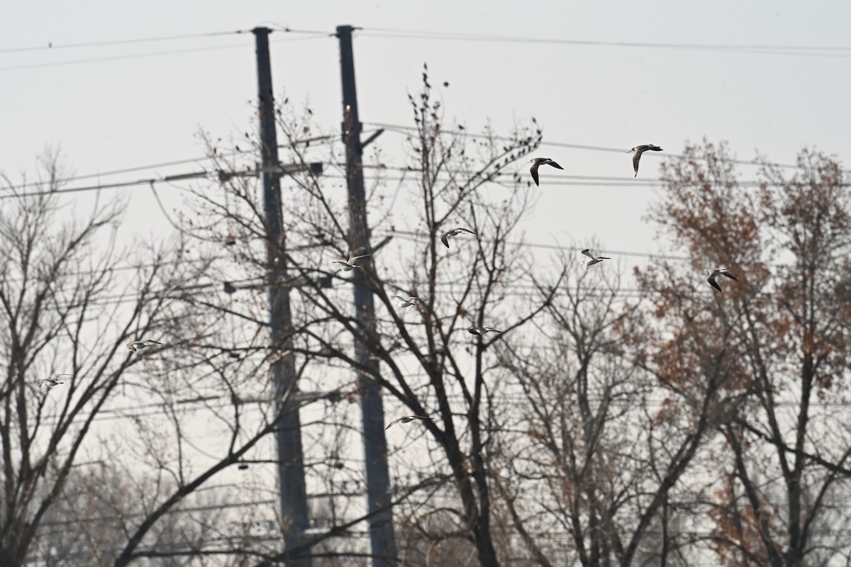 Greater Yellowlegs - ML645726380
