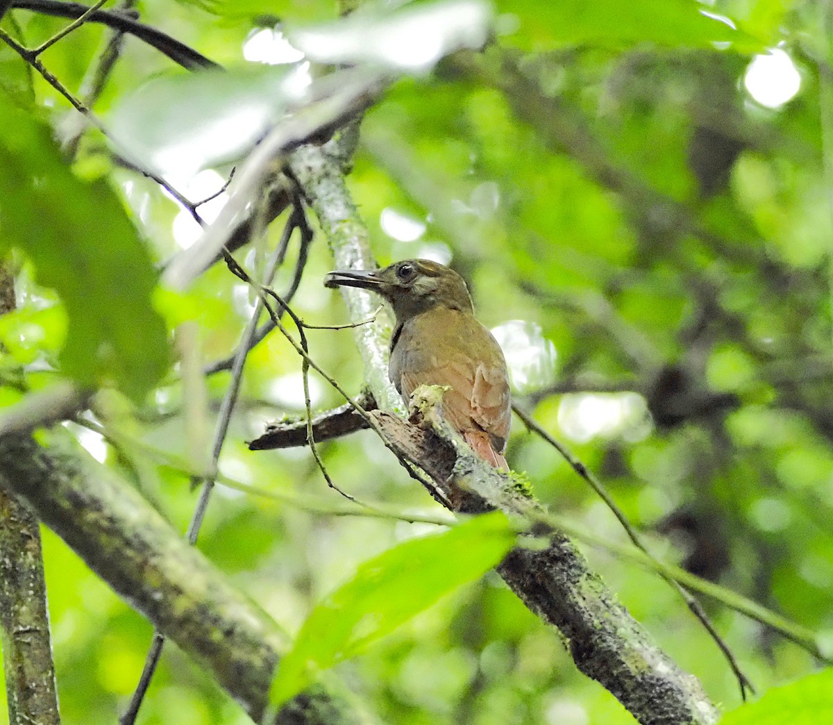 Plain-brown Woodcreeper - ML645726381