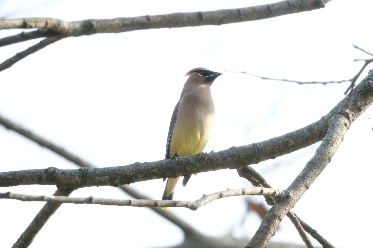 brkoslav americký - ML645726391