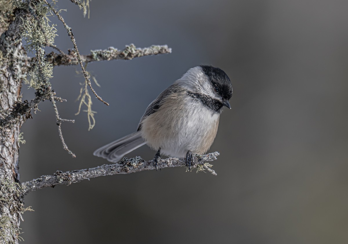 Black-capped Chickadee - ML645726401