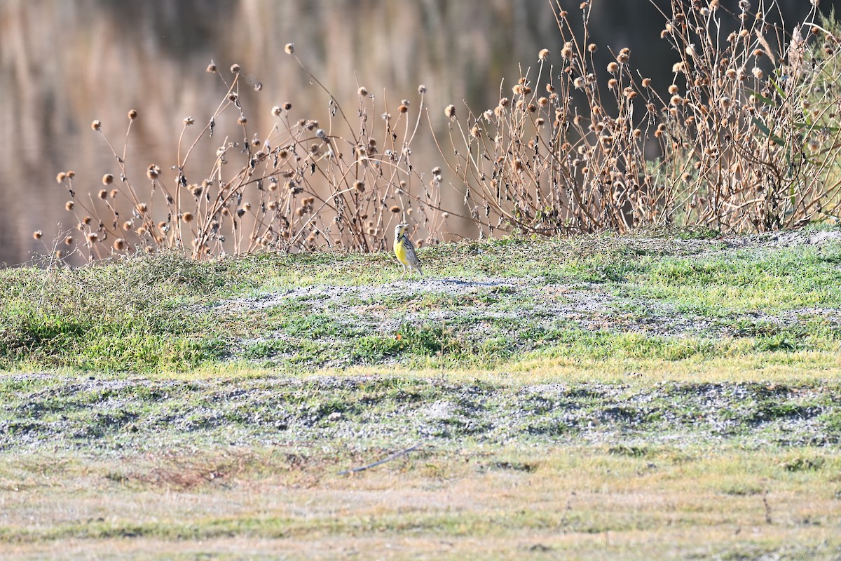 prærielerketrupial - ML645726421