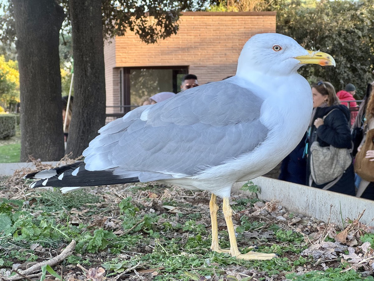 Yellow-legged Gull - ML645726427
