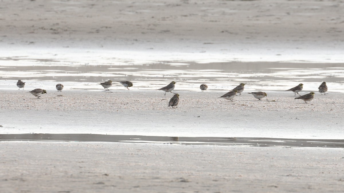 Alondra Cornuda - ML645726431