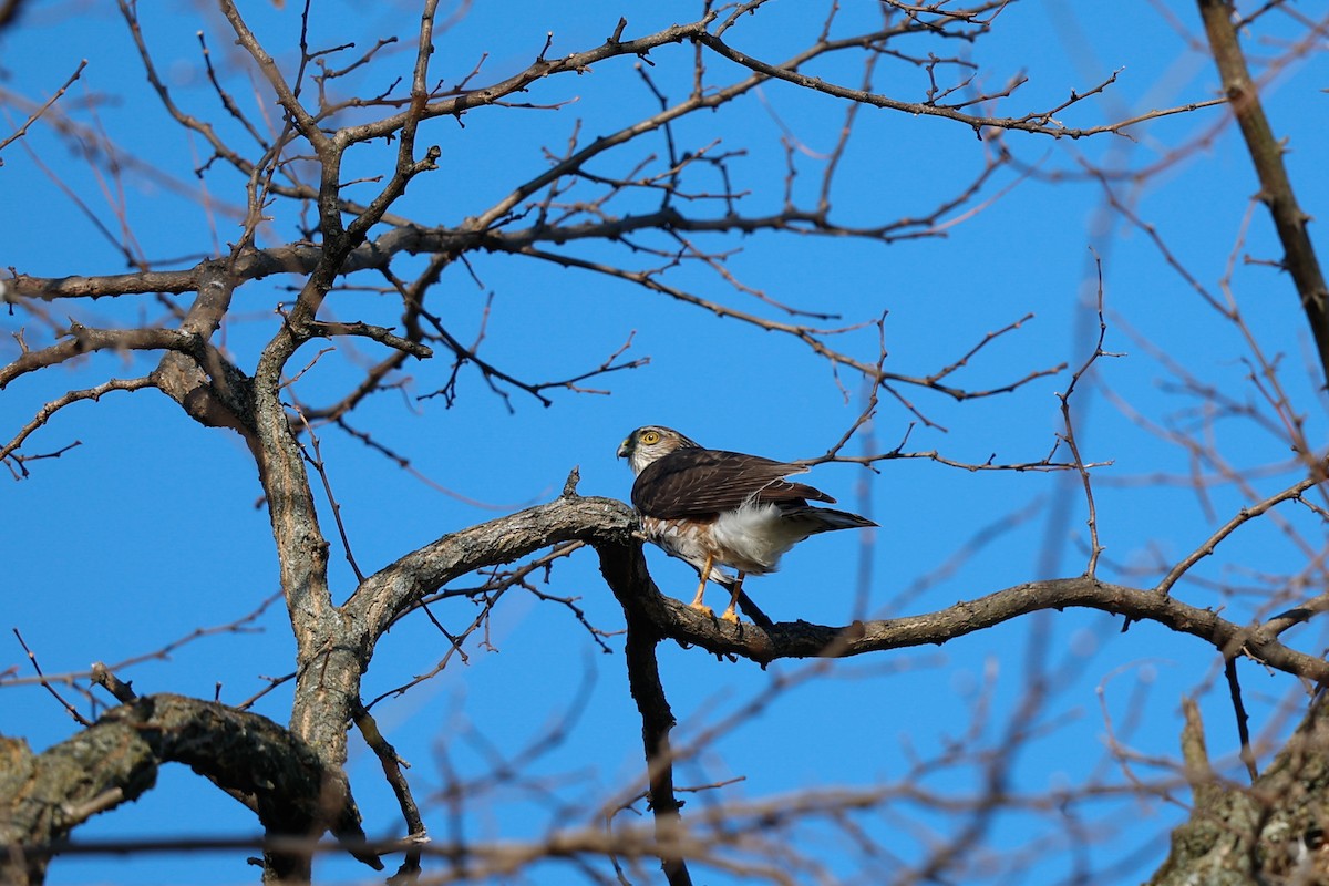 Sharp-shinned Hawk - ML645726433