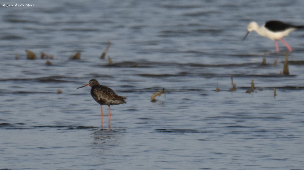 Totano moro - ML645726434