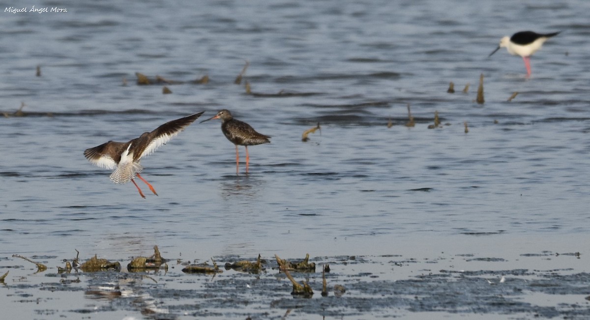 Totano moro - ML645726435